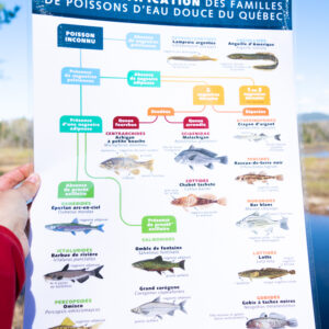 Clé d'identification - Familles des poissons d'eau douce du Québec - Groupe  d'éducation et d'écosurveillance de l'eau